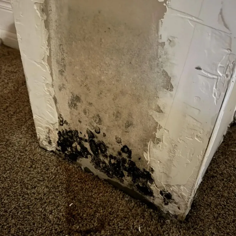 Professional Mold Removal in Moulton, AL